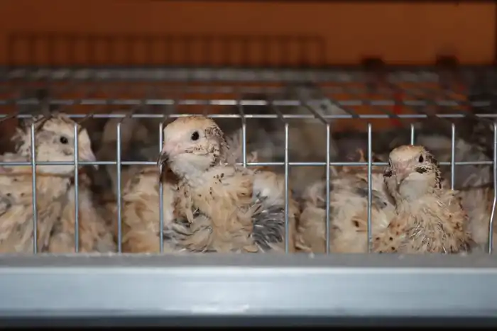 Советник главы Правительства посетил село Бесарык (6)