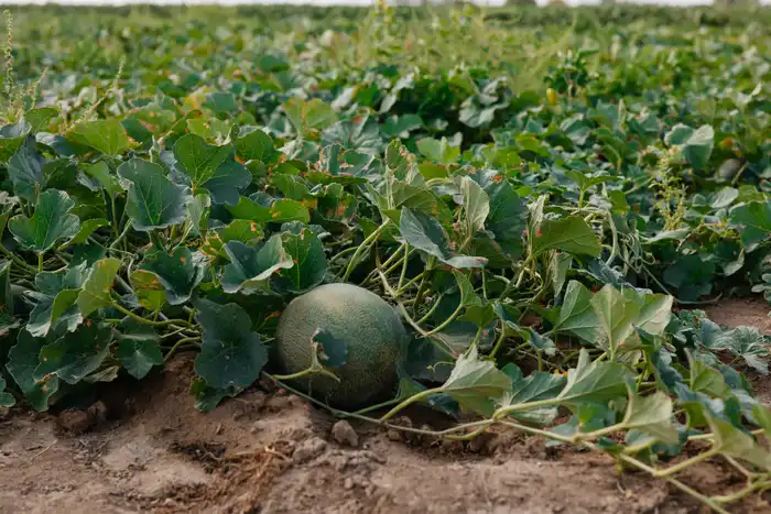 В Атырауской области объём производства сельскохозяйственной продукции достиг 116,8 млрд тенге (5)