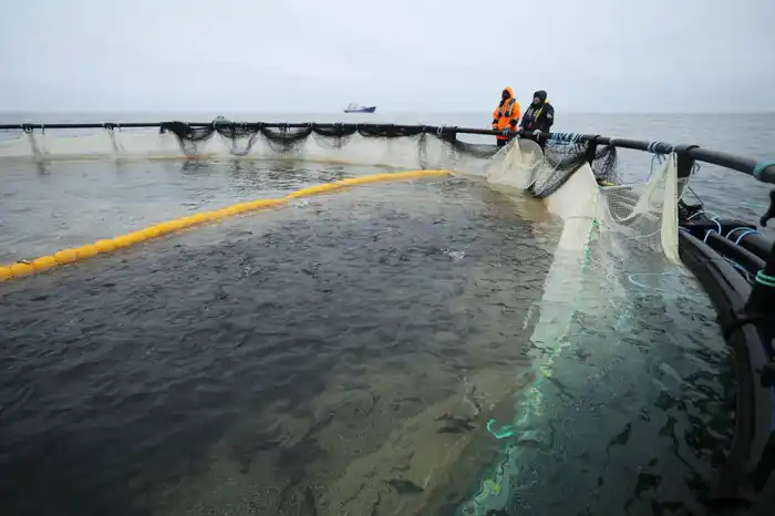 В Мангистауской области реализуется первый в Центральной Азии морской аквакультурный проект (4)