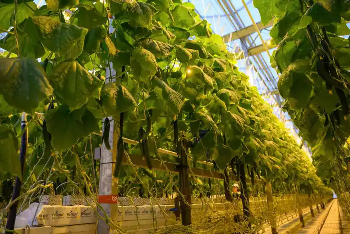 Тепличный комплекс «Зеленый Север» планирует расширение производственных мощностей до 4,5 тыс.тонн продукции в год (4)