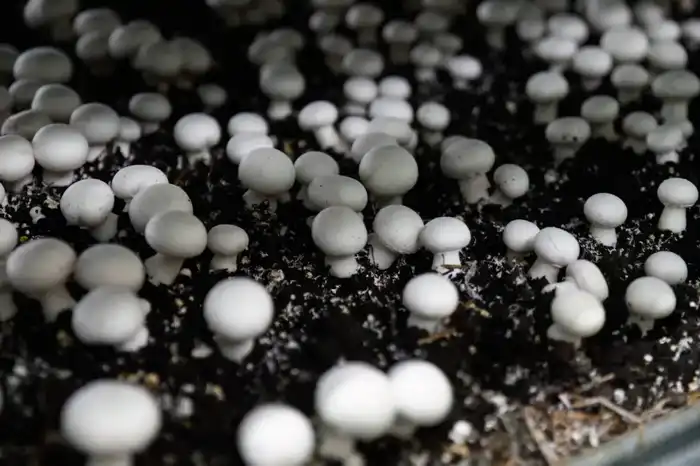 Самая крупная грибная ферма открыта в регионе (5)