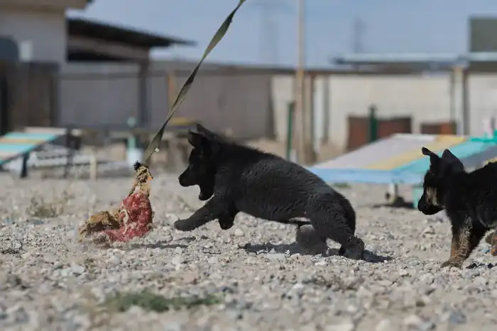 Щенки тоже готовы служить стране: в Нацгвардии увеличивается число породистых служебных собак (4)