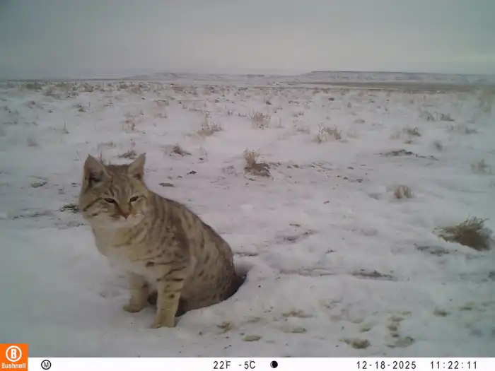 Степная кошка на плато Устюрт