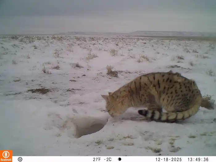 Степная кошка на Устюрте