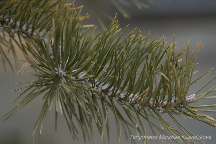 снег зима Астана
