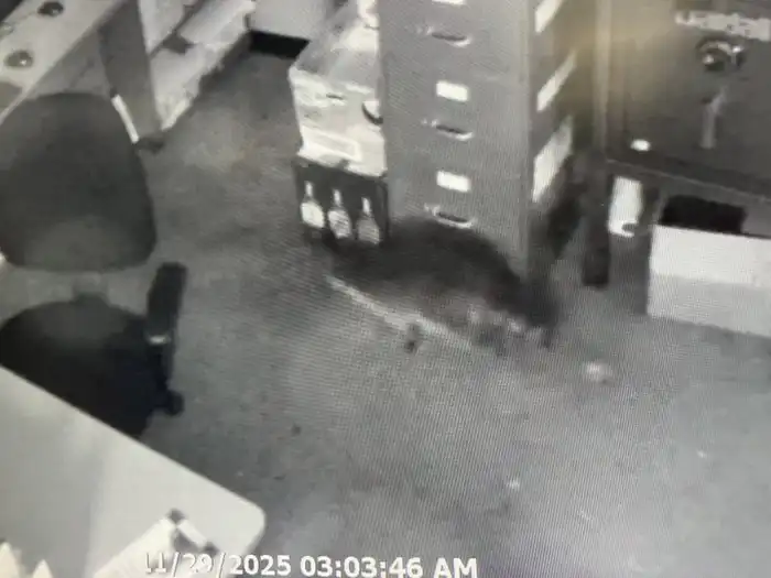 Пьяный енот в магазине