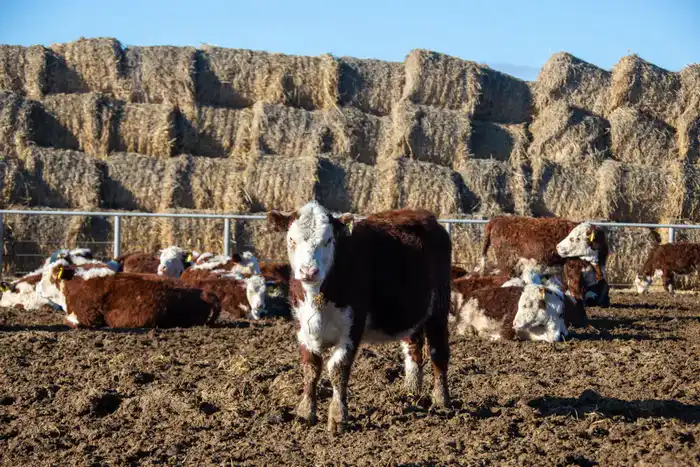 Итоги года в области Жетісу: объем производства мяса вырос на 4,6%, а молока – на 4,4% (7)