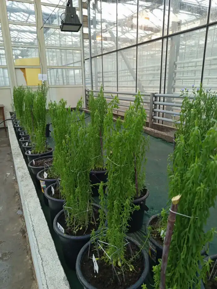 В Казахстане впервые ускорили селекцию льна: до четырёх поколений в год (6)