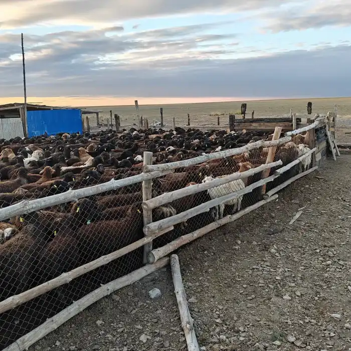 Откормочную площадку на 5 тысяч голов КРС запустили в области Абай (4)