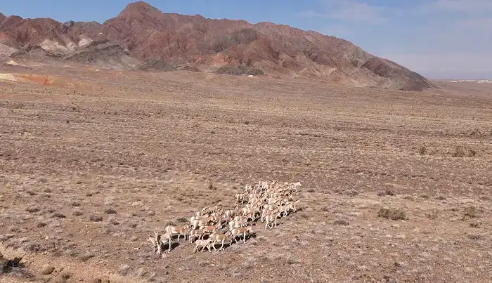 3 фестиваля области Жетісу вошли в cобытийный календарь культурно-туристских мероприятий Министерства туризма и спорта (5)