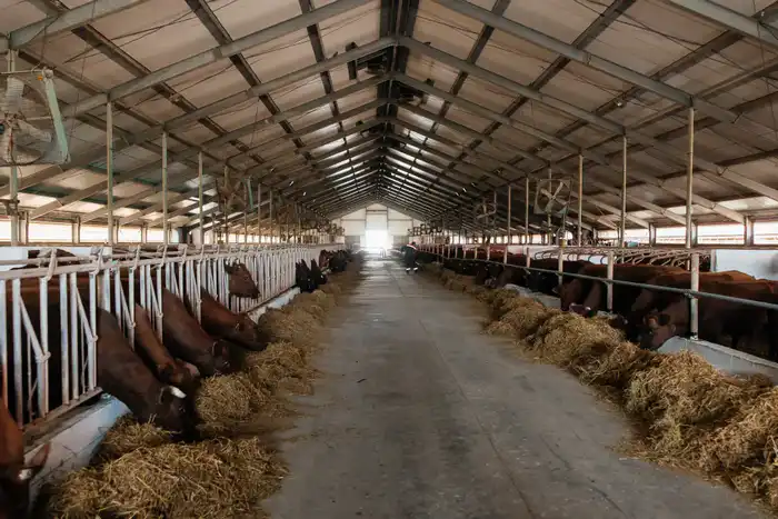 В рамках госпрограмм оказана поддержка 232 хозяйствам, в регионе выросло поголовье скота (4)