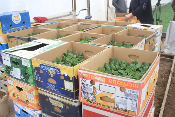 В ТУРКЕСТАНСКОЙ ОБЛАСТИ НАЧАЛАСЬ ПОСАДКА РАННИХ ОВОЩНЫХ КУЛЬТУР (2)