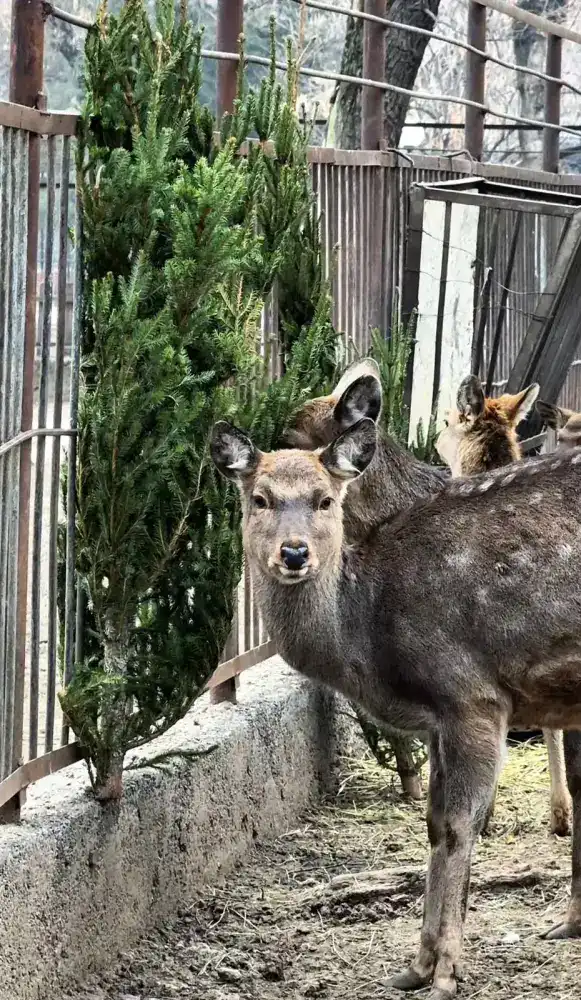 Более 50 алматинцев приняли участие в акции «Сдай ёлку» в зоопарке (2)