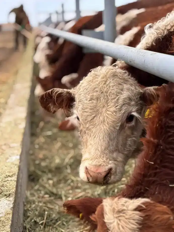 Откормочную площадку на 5 тысяч голов КРС запустили в области Абай (3)