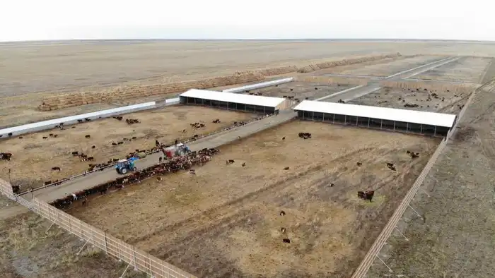 Откормочную площадку на 5 тысяч голов КРС запустили в области Абай (2)