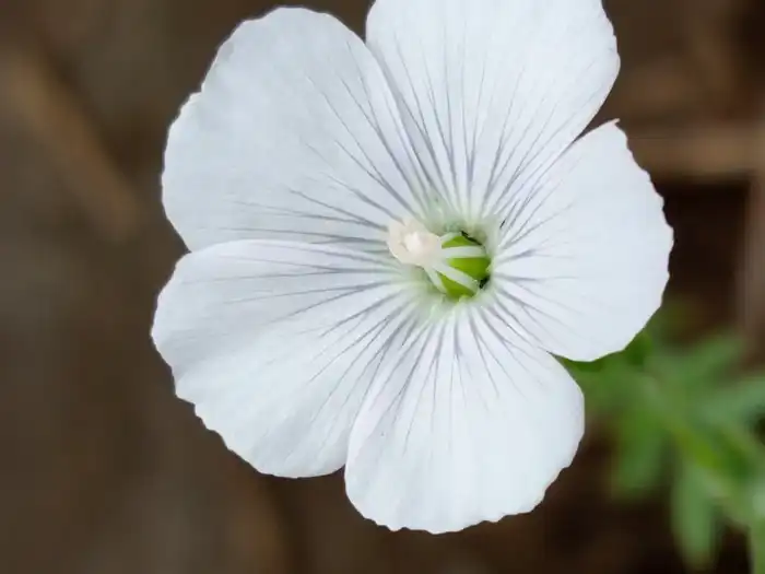 В Казахстане впервые ускорили селекцию льна: до четырёх поколений в год (3)