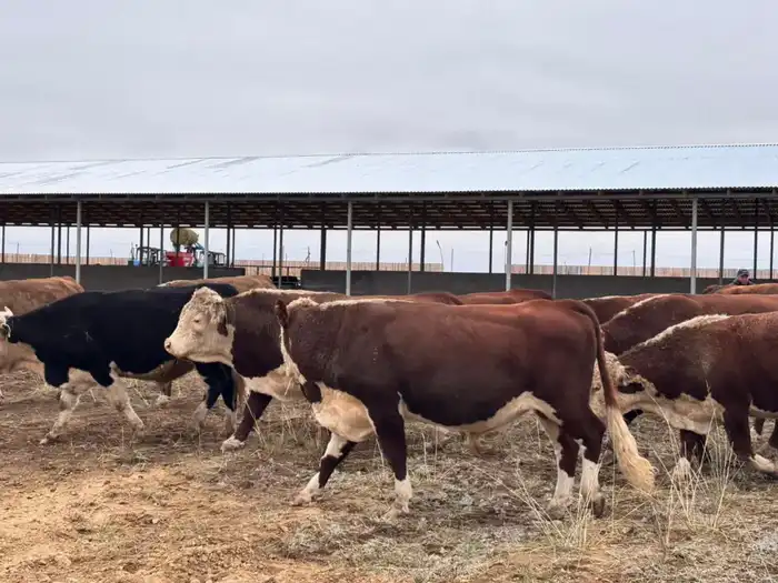 В Аксуатском районе ведется строительство нескольких объектов предпринимательства (3)