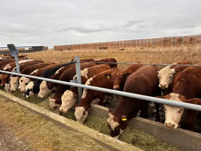 Откормочную площадку на 5 тысяч голов КРС запустили в области Абай (5)