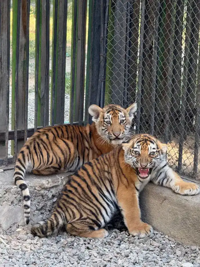 В Алматинском зоопарке увеличилось количество новых видов животных и растёт число посетителей (2)