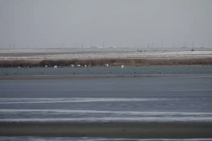 Птицы на Караколе