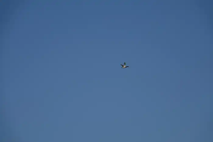 Птицы на озере