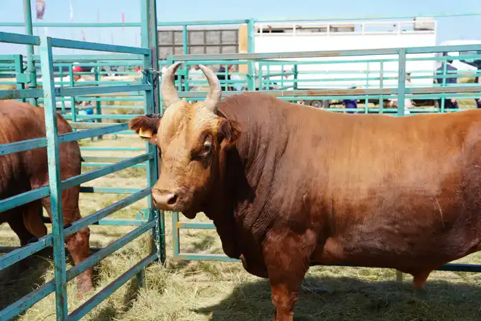 1,2 млн тонн мяса всех видов произведено в Казахстане в 2025 году (3)