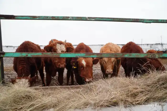 В Акмолинскую область завезено 4 300 голов КРС калмыцкой породы (2)
