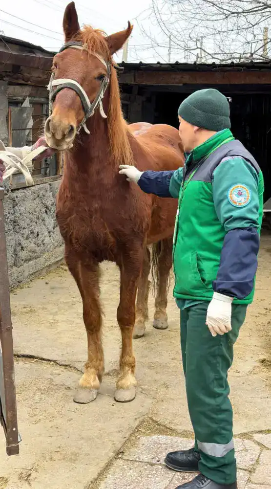 В Алматы бесплатно вакцинируют сельскохозяйственных животных (4)