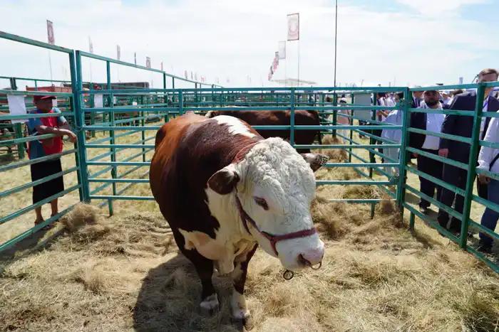 1,2 млн тонн мяса всех видов произведено в Казахстане в 2025 году (2)