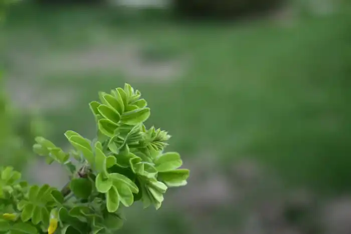 12 зеленых зон благоустроят в Жетісу в рамках «Таза Қазақстан» (3)