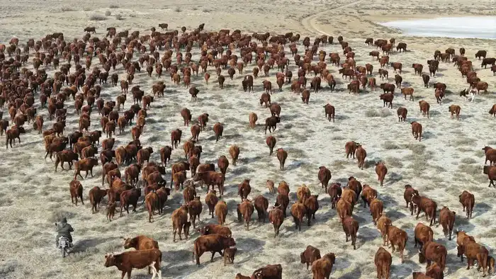 ТУРКЕСТАНСКАЯ ОБЛАСТЬ ЭКСПОРТИРОВАЛА ЗА РУБЕЖ БОЛЕЕ 60 ТЫСЯЧ ТОНН МЯСА, СТАВ ЛИДЕРОМ В РЕСПУБЛИКЕ (7)