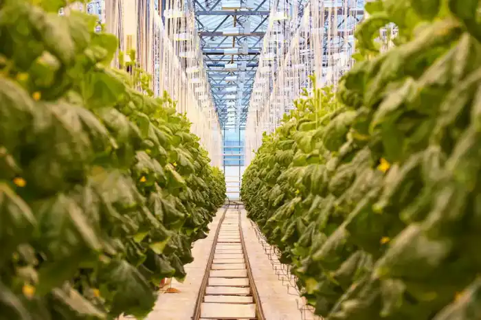 Делегация ВКО ознакомилась с работой крупнейшей теплицы в Барнауле (6)