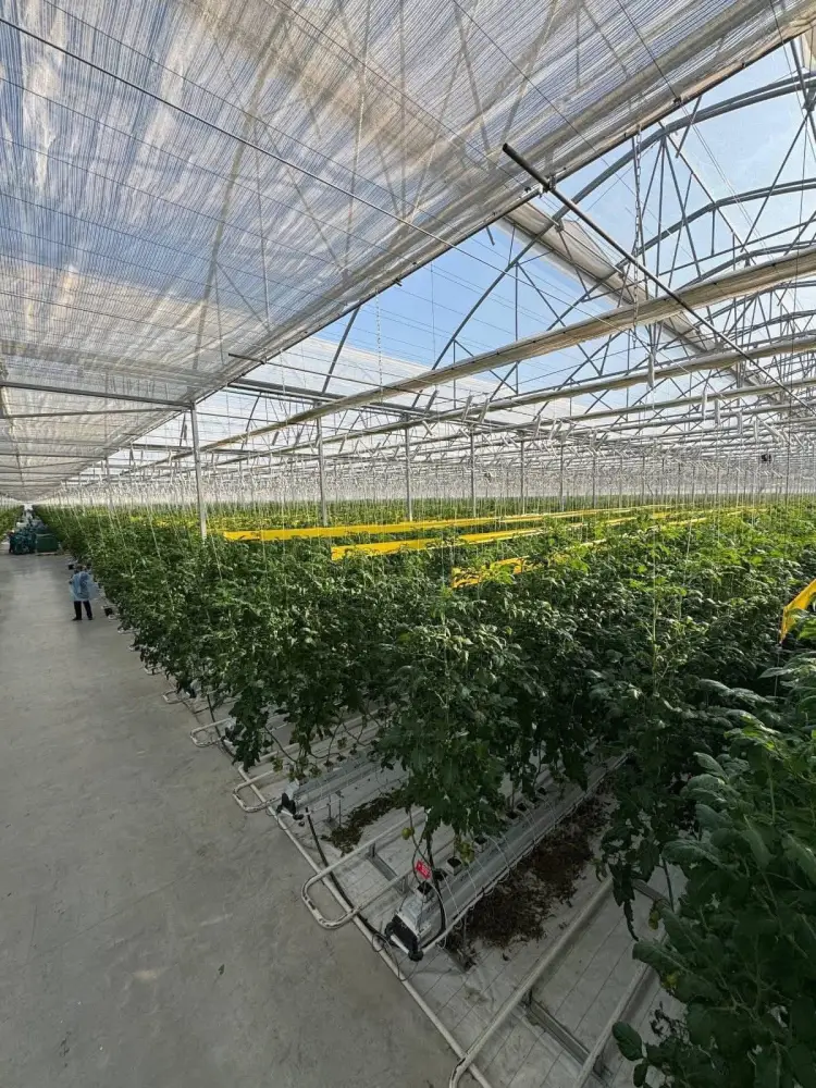 В тепличном комплексе «Экокультура Евразия» собран первый урожай томатов (4)