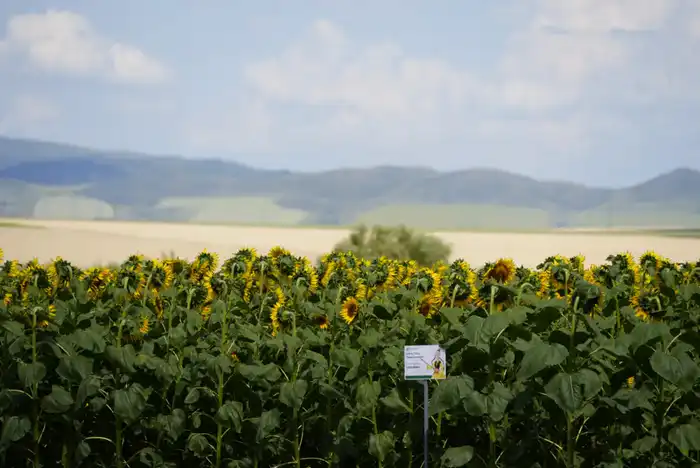 Поддержка села: как реализуются государственные программы в Восточно-Казахстанской области (2)