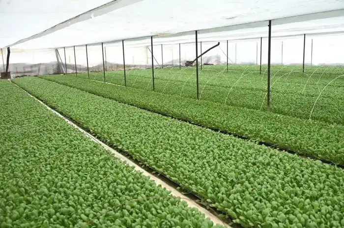 ТУРКЕСТАН: В ЖЕТЫСАЕ УСИЛИВАЕТСЯ РАБОТА ПО ЭФФЕКТИВНОМУ ИСПОЛЬЗОВАНИЮ ПРИУСАДЕБНЫХ УЧАСТКОВ (2)