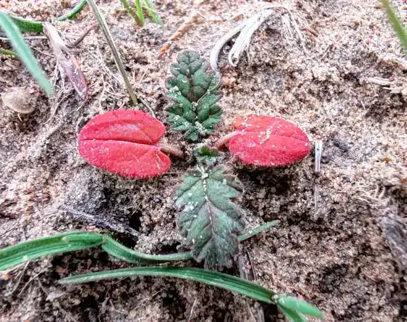 В ТУРКЕСТАНСКУЮ ОБЛАСТЬ ВЕРНУЛИСЬ ПТИЦЫ НАУРЫЗЕК И РАСЦВЕЛИ ПОДСНЕЖНИКИ (3)