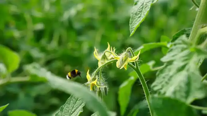 ТУРКЕСТАН: В ОРДАБАСИНСКОМ РАЙОНЕ ТЕПЛИЧНЫЕ РАСТЕНИЯ ОПЫЛЯЮТСЯ ПЧЕЛАМИ (2)