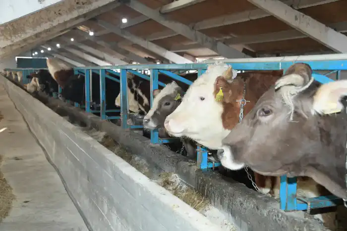 В области Жетісу более трех тысяч хозяйств занимаются животноводством (3)