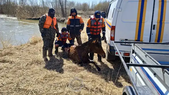 В 2025 году спасатели МЧС спасли более 400 животных по всей стране (2)