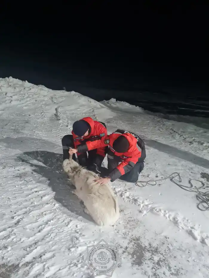 В 2025 году спасатели МЧС спасли более 400 животных по всей стране (10)