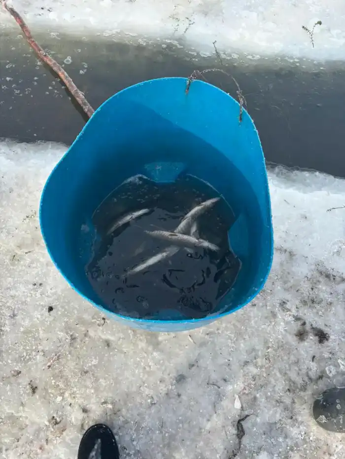 В Северо-Казахстанской области проводятся мероприятия по аэрации озёр с целью предотвращения замора рыбы (2)