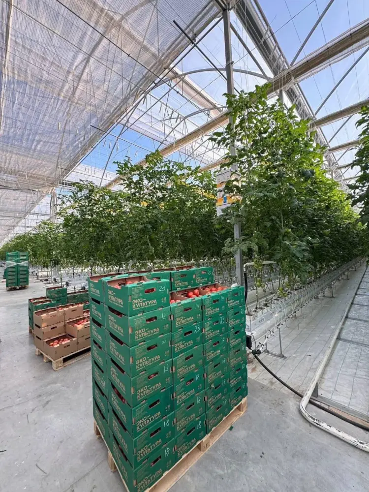 В тепличном комплексе «Экокультура Евразия» собран первый урожай томатов (5)