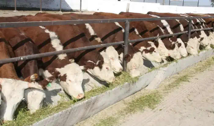 В области Жетісу более трех тысяч хозяйств занимаются животноводством (10)