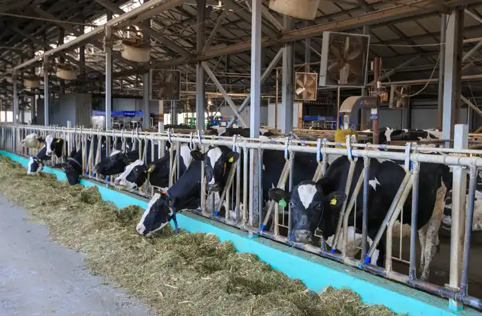 В области Жетісу более трех тысяч хозяйств занимаются животноводством (6)