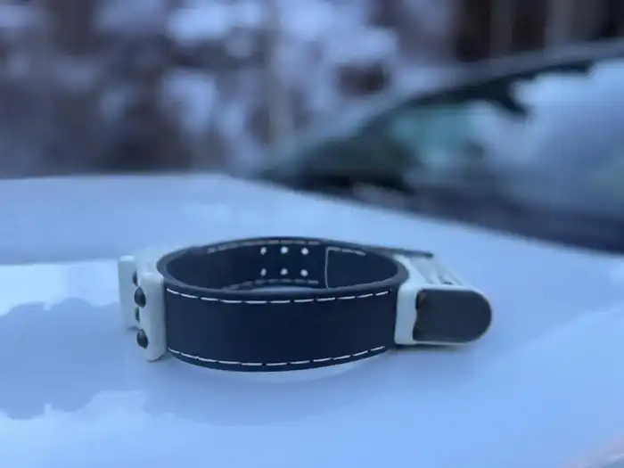 Снежному барсу установлен спутниковый ошейник для его защиты и мониторинга (2)