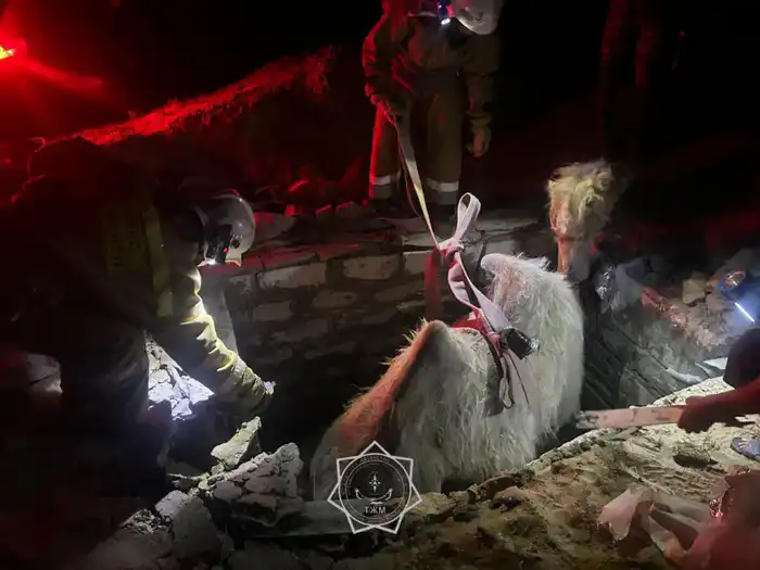 В 2025 году спасатели МЧС спасли более 400 животных по всей стране (5)