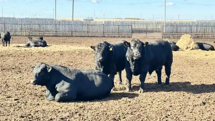 1,2 млн тонн мяса всех видов произведено в Казахстане в 2025 году (5)