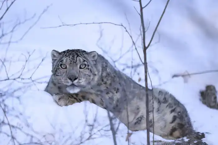 Снежному барсу установлен спутниковый ошейник для его защиты и мониторинга (4)