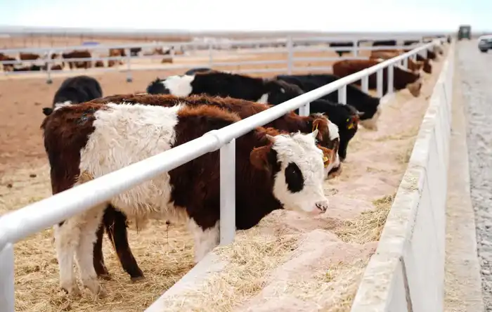 ТУРКЕСТАНСКАЯ ОБЛАСТЬ ЭКСПОРТИРОВАЛА ЗА РУБЕЖ БОЛЕЕ 60 ТЫСЯЧ ТОНН МЯСА, СТАВ ЛИДЕРОМ В РЕСПУБЛИКЕ (10)