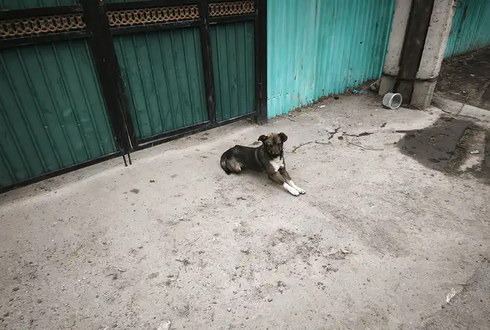 собака у ворот